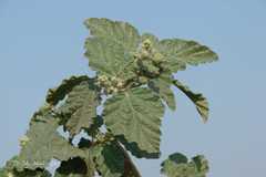 Chrozophora prostrata